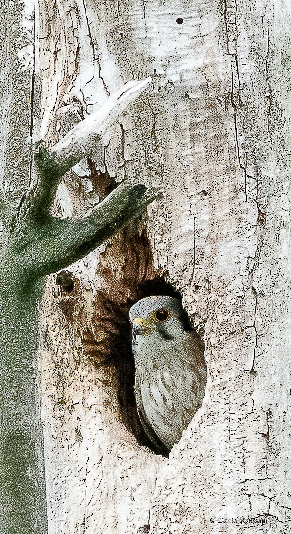 American Kestrel - ML350114561