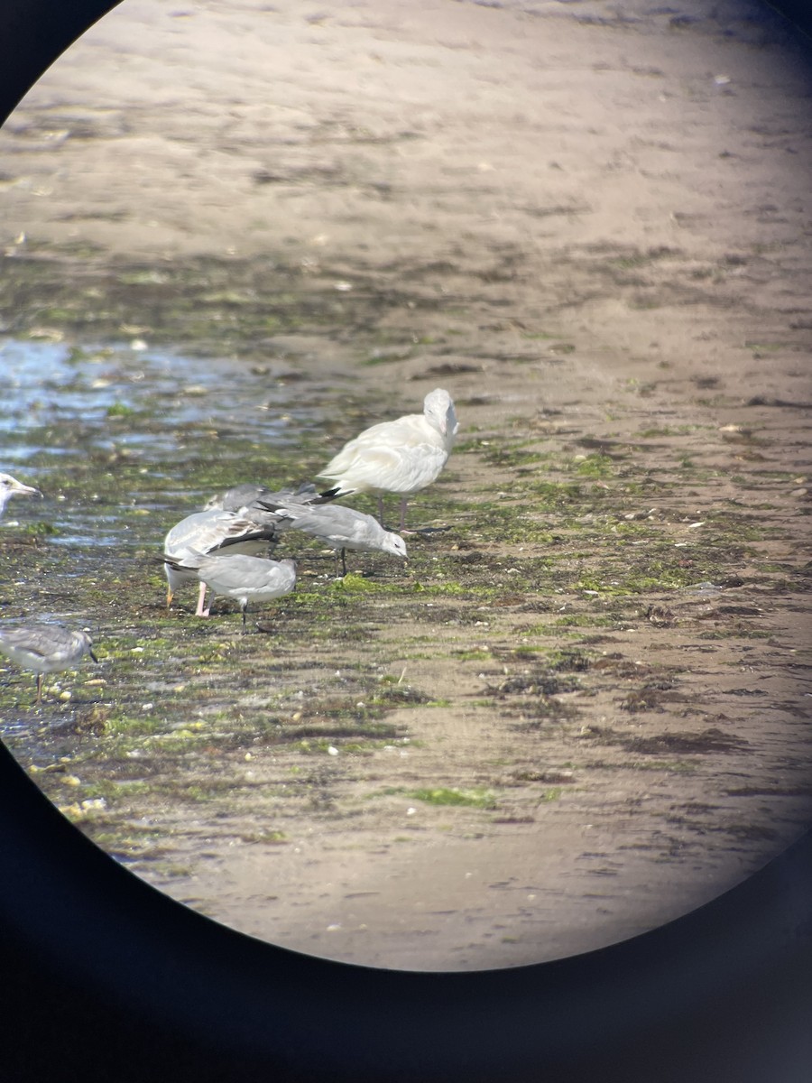 Glaucous Gull - ML350116801