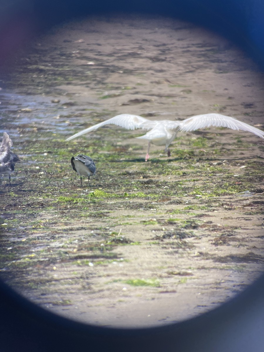 Glaucous Gull - Ben Bolduc