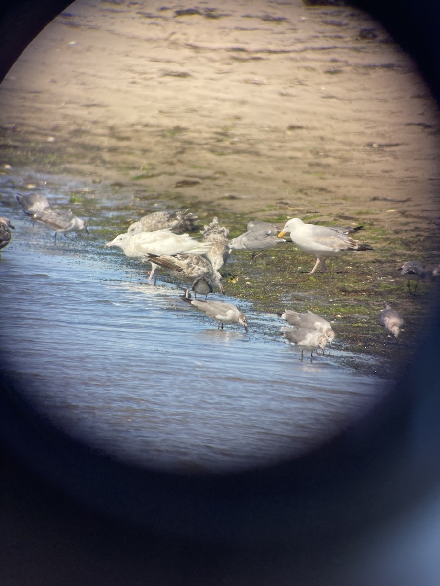 Glaucous Gull - ML350116821