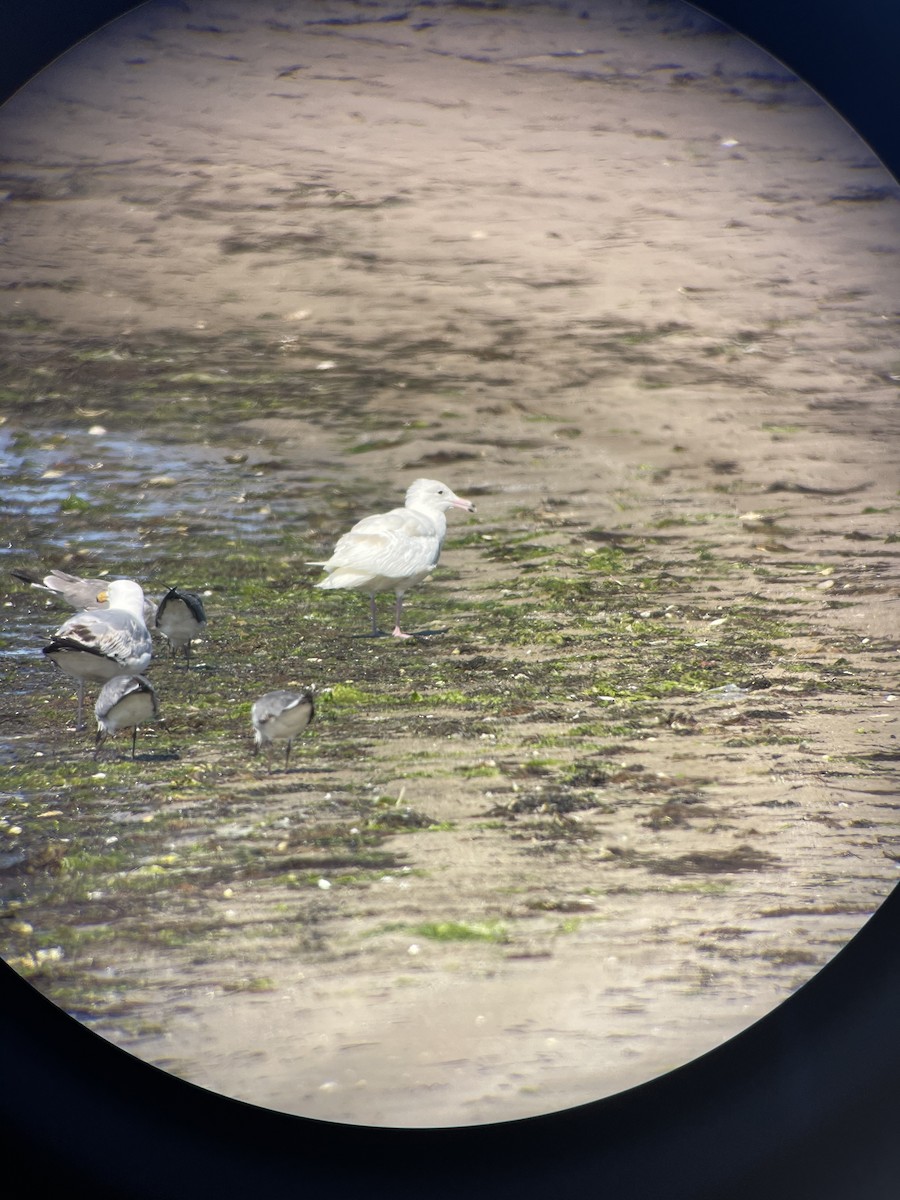 Glaucous Gull - ML350116831