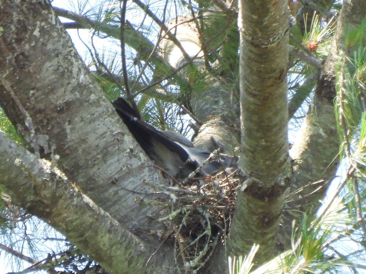 Mississippi Kite - ML350117501
