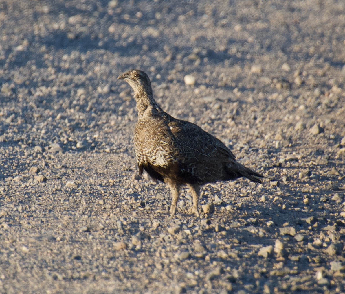 Greater Sage-Grouse - ned bohman