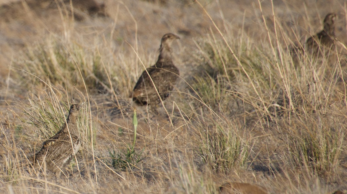 Greater Sage-Grouse - ned bohman