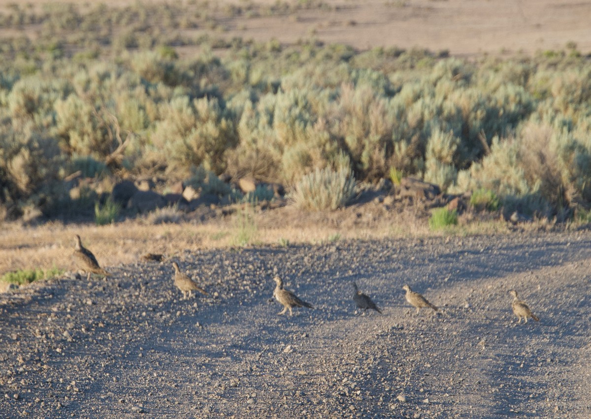 Greater Sage-Grouse - ML350119171