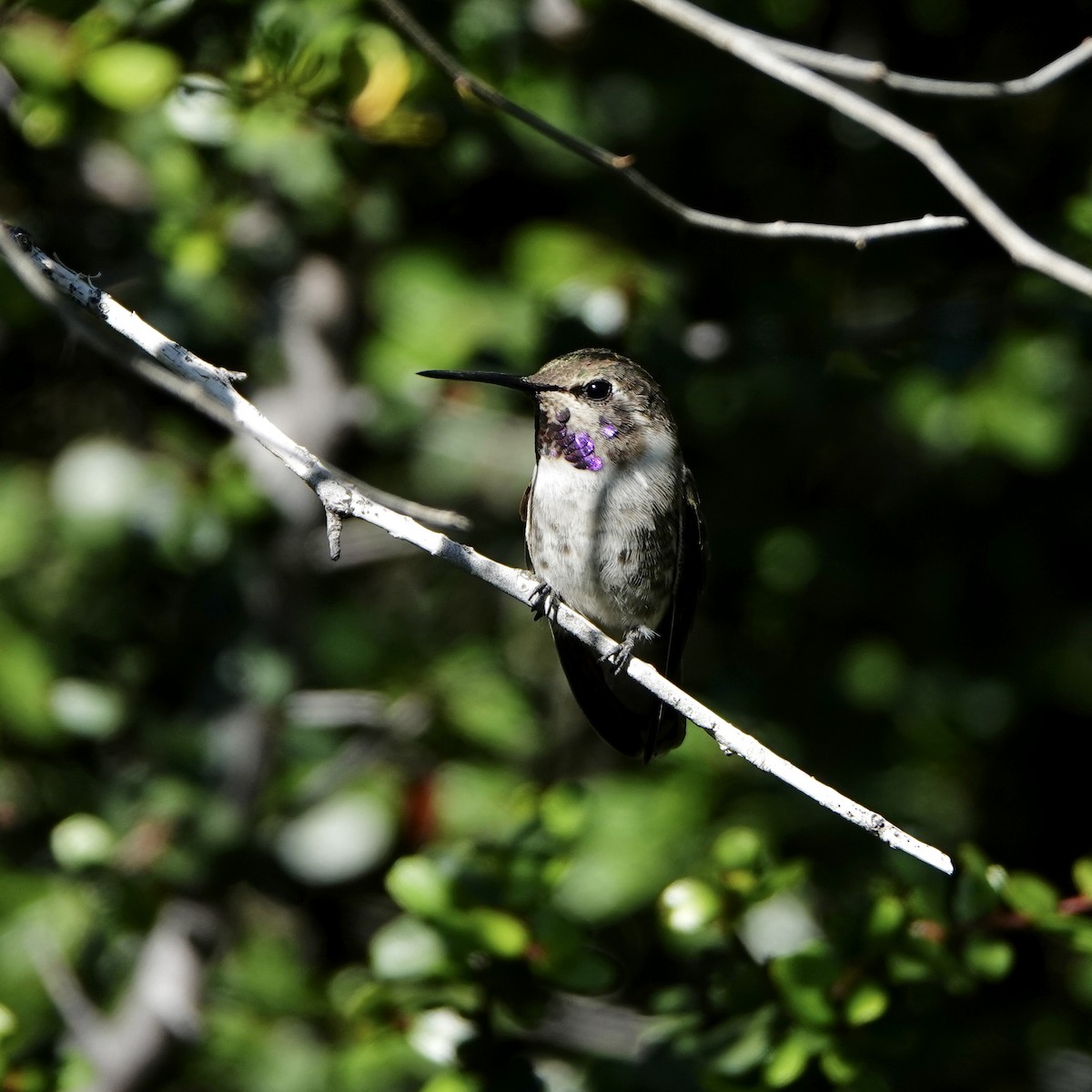 Costa's Hummingbird - ML350120901