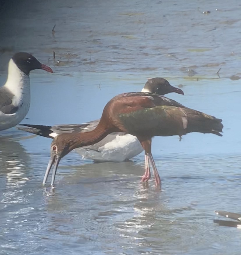 White-faced Ibis - ML350121241