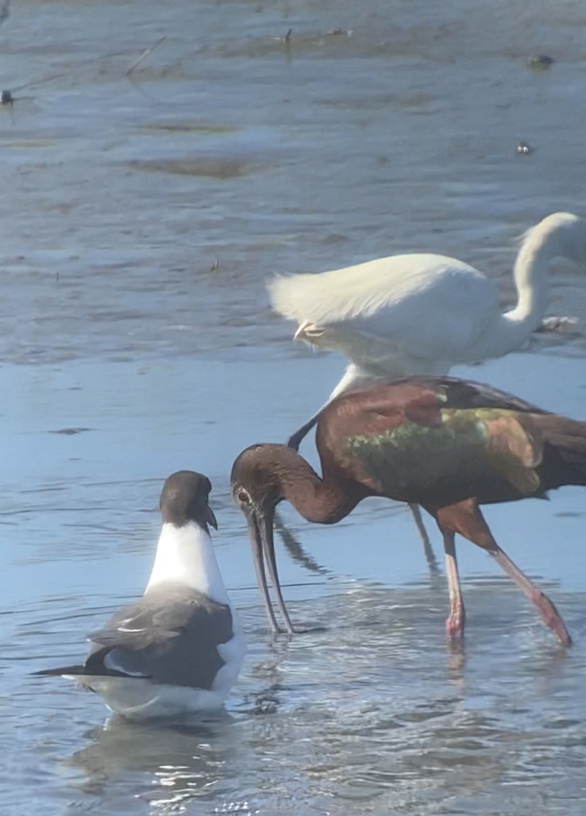 White-faced Ibis - ML350121251