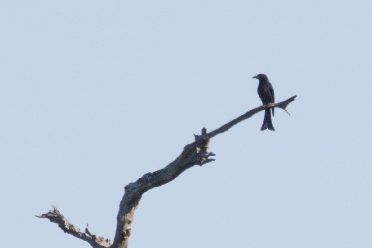 Spangled Drongo - ML350121451