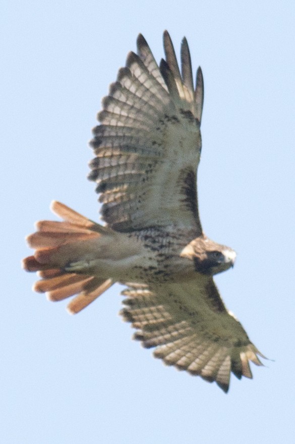 Red-tailed Hawk - David Brown