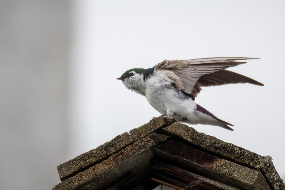 Violet-green Swallow - Rain Saulnier