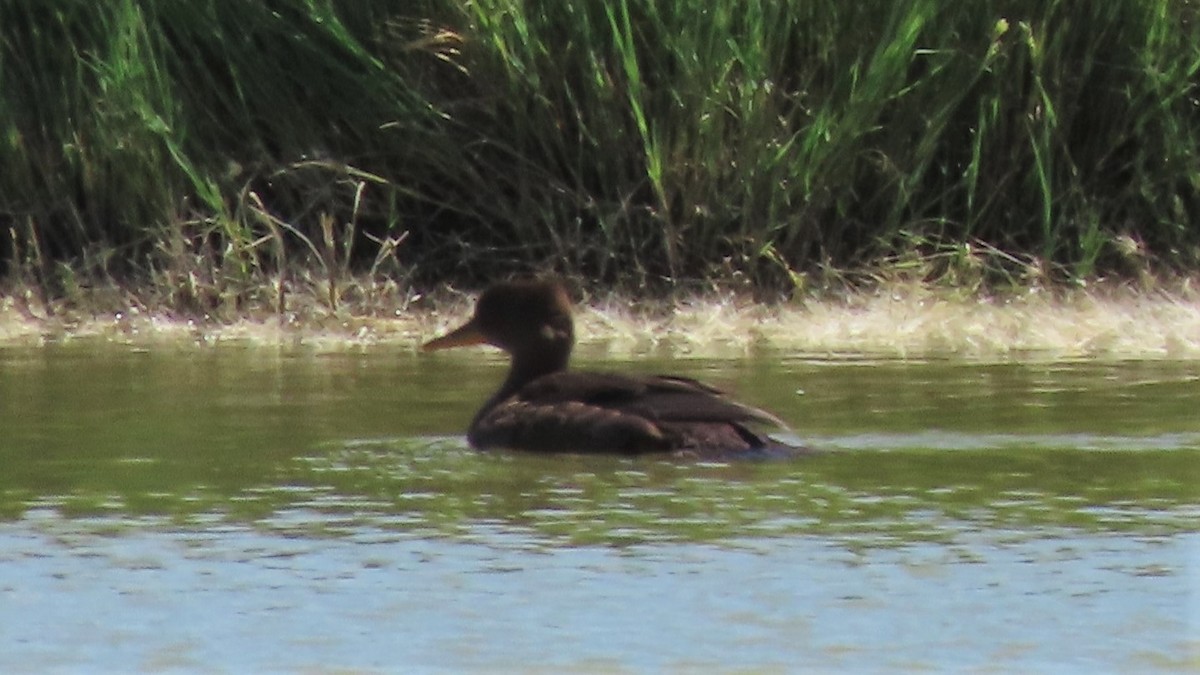 Hooded Merganser - ML350123661