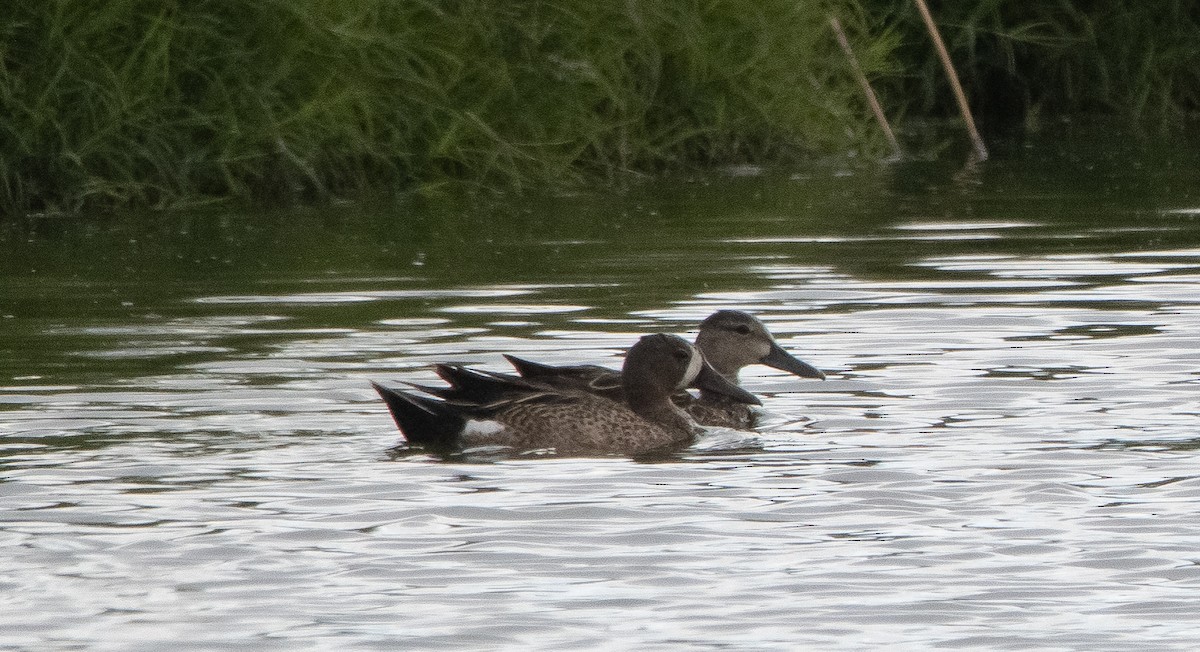 Blue-winged Teal - ML350124061