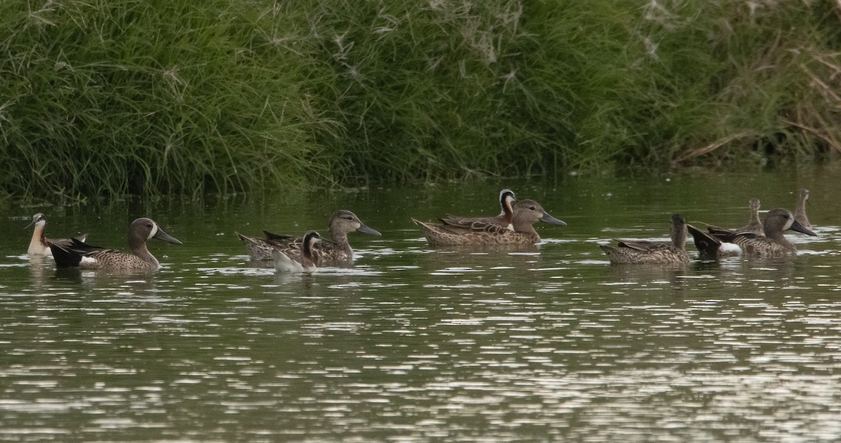 Blue-winged Teal - ML350124121