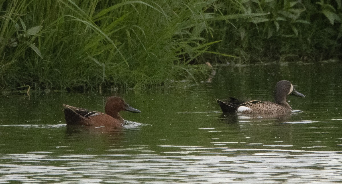 Cinnamon Teal - ML350124131