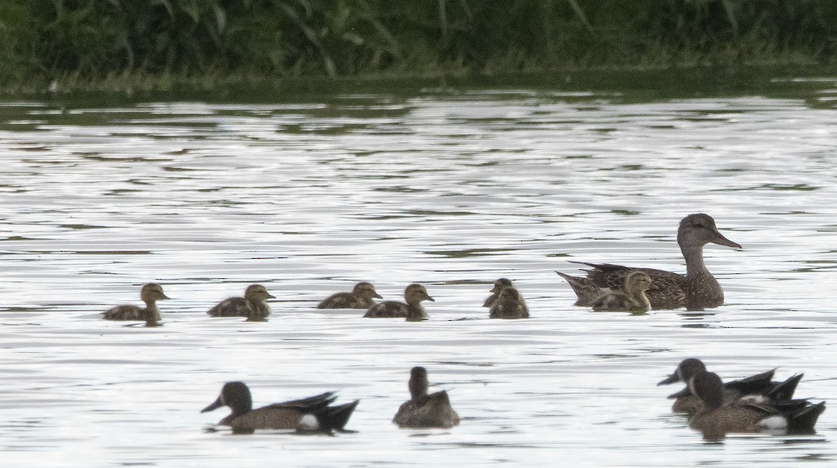 Gadwall - ML350124161