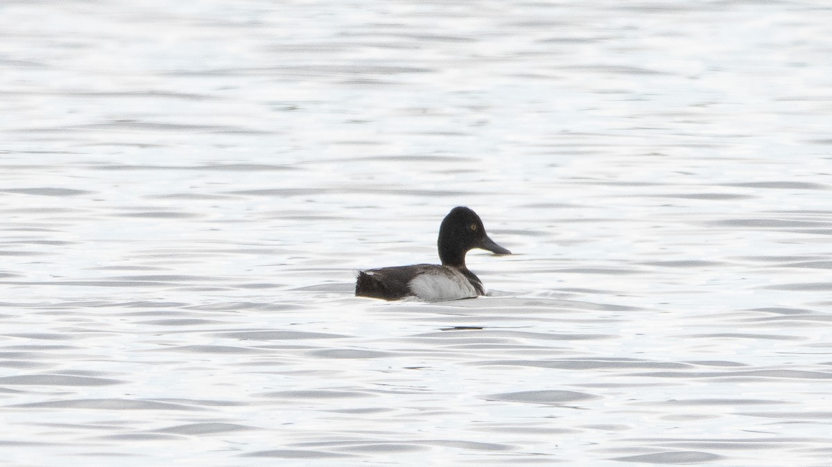 Lesser Scaup - ML350124301