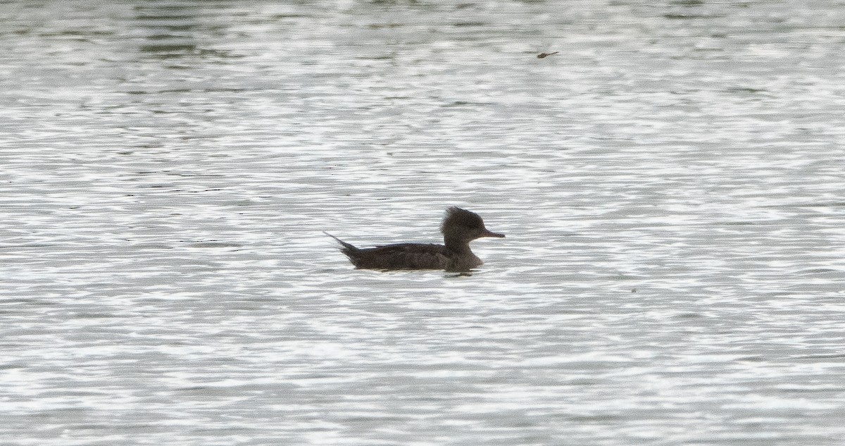 Hooded Merganser - Liam Huber