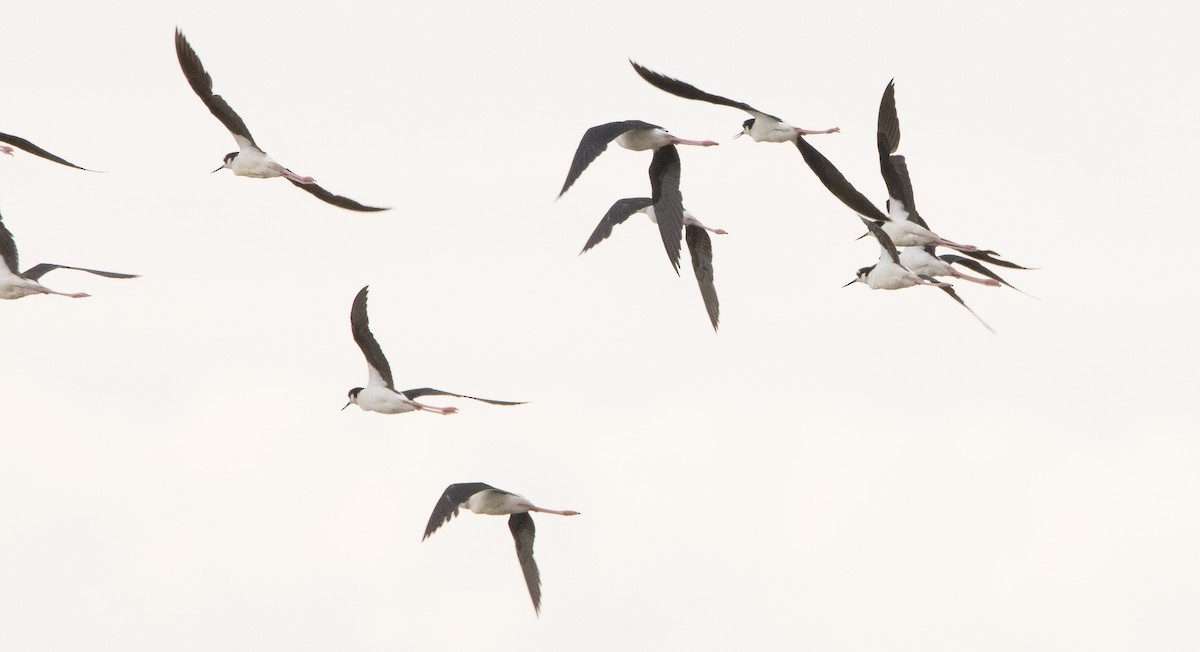 Black-necked Stilt - ML350124541