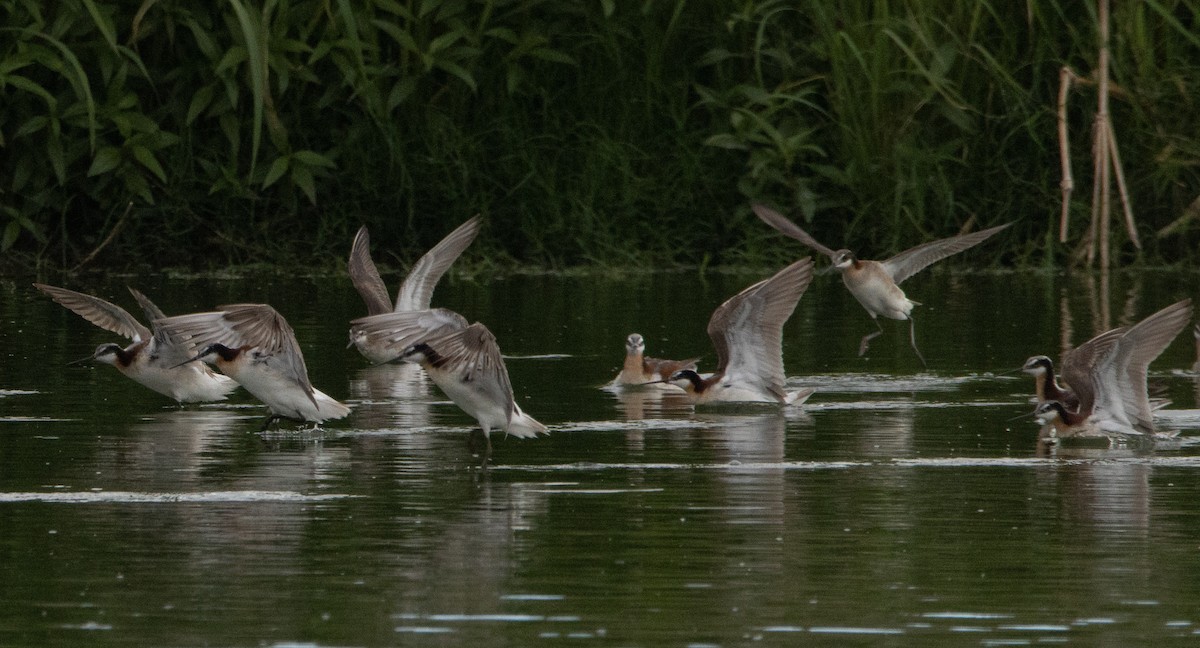 Wilson's Phalarope - ML350124701