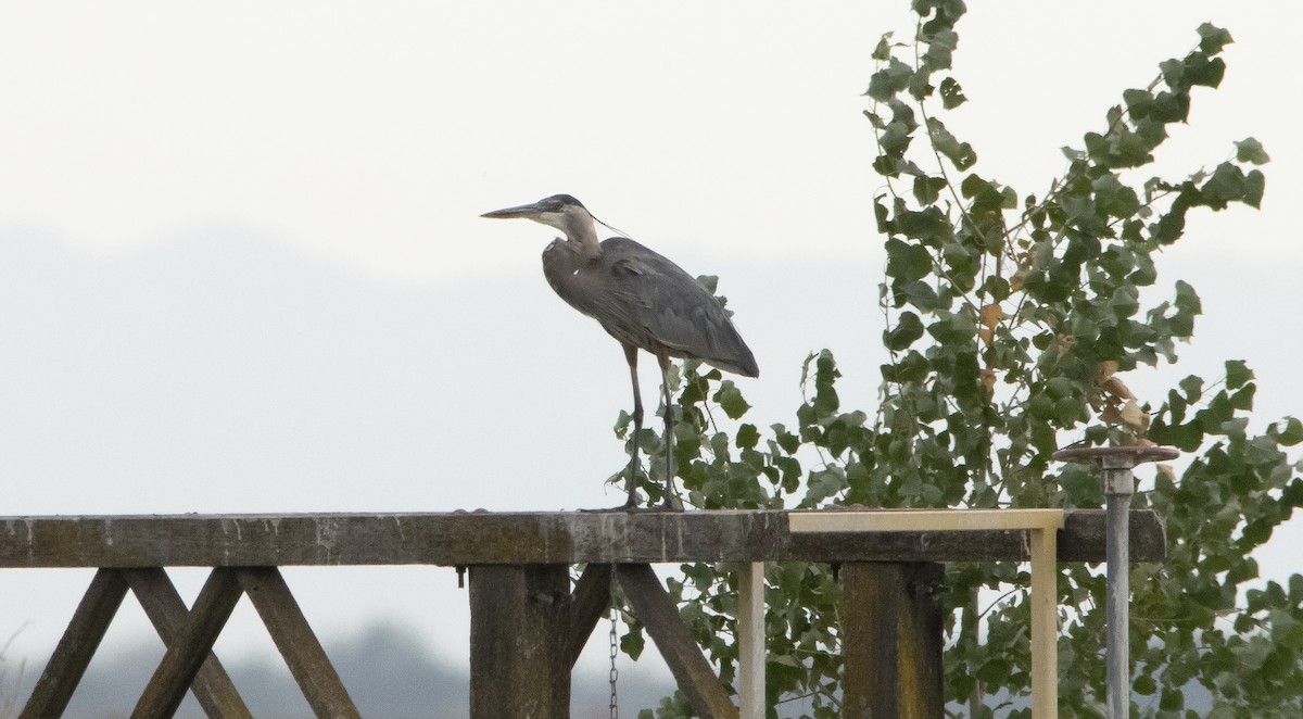 Great Blue Heron - ML350124731