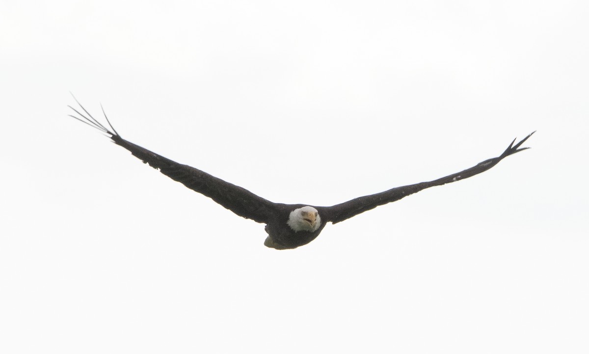 Bald Eagle - ML350124741