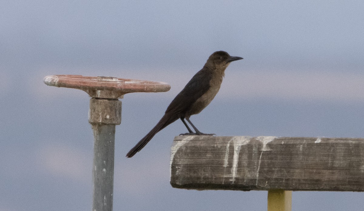 Great-tailed Grackle - ML350124951