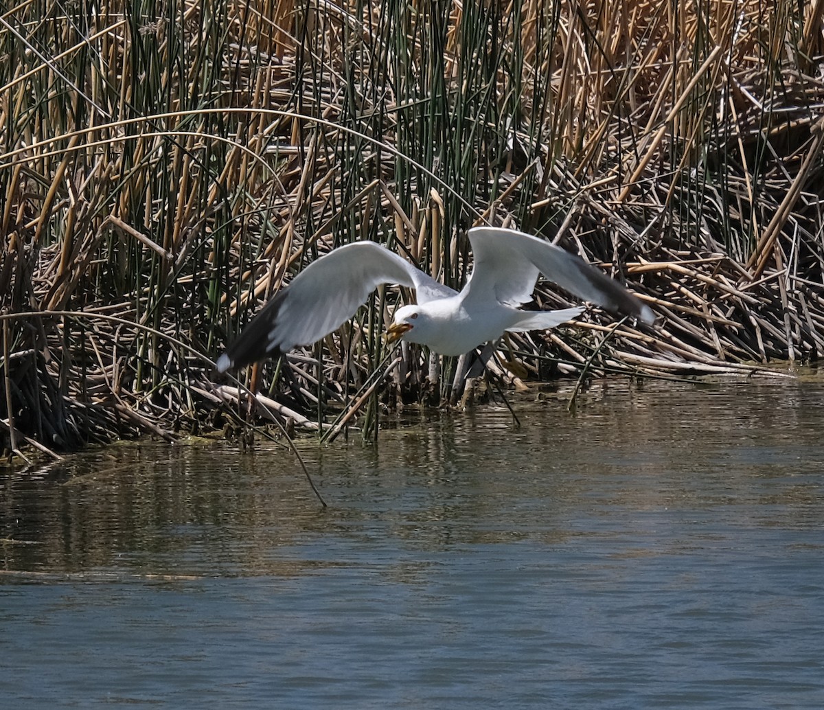 Ring-billed Gull - ML350125631