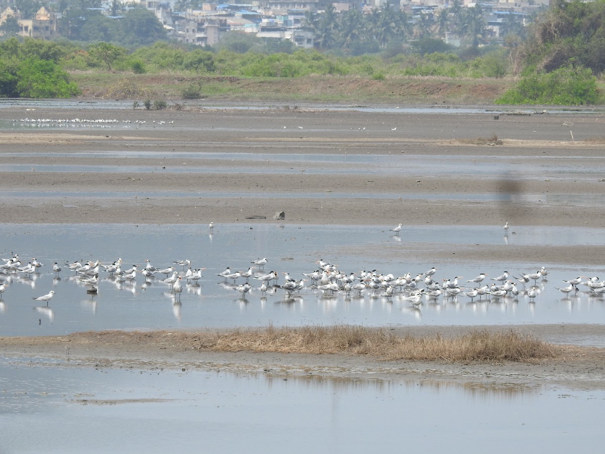 鳳頭燕鷗 - ML350126081