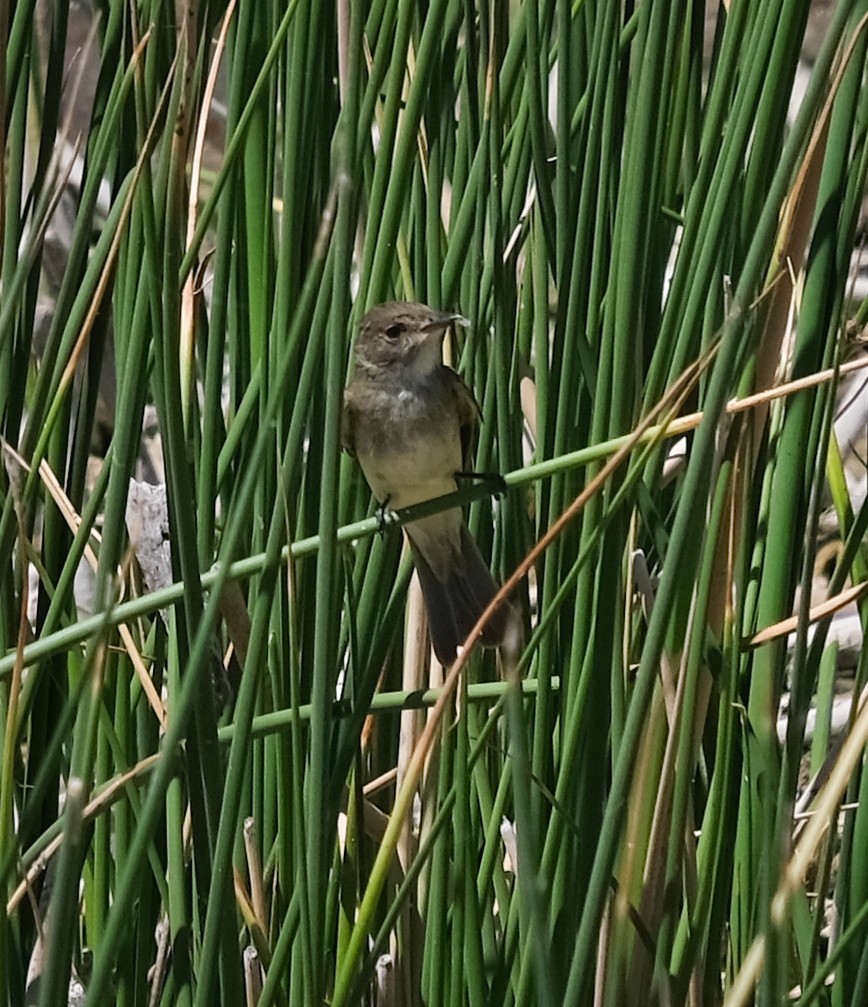 Willow Flycatcher - ML350126851