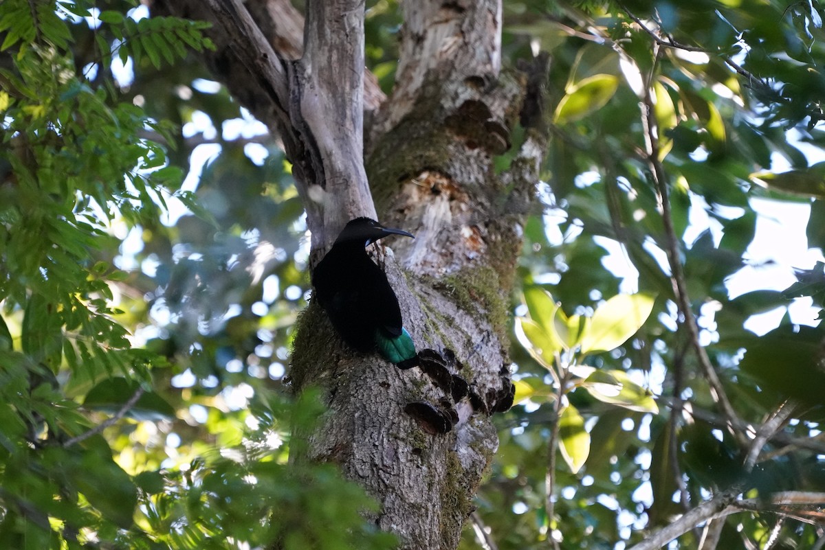 Paradise Riflebird - ML350127521