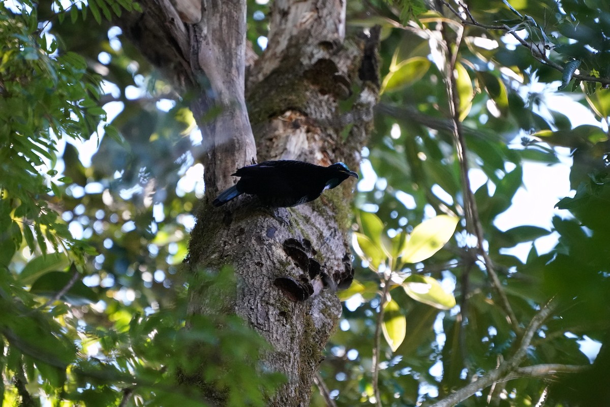 Paradise Riflebird - ML350127591