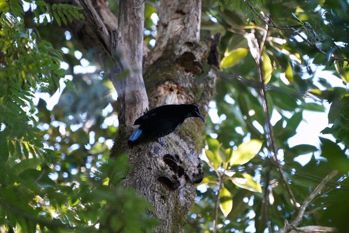 Paradise Riflebird - ML350127731