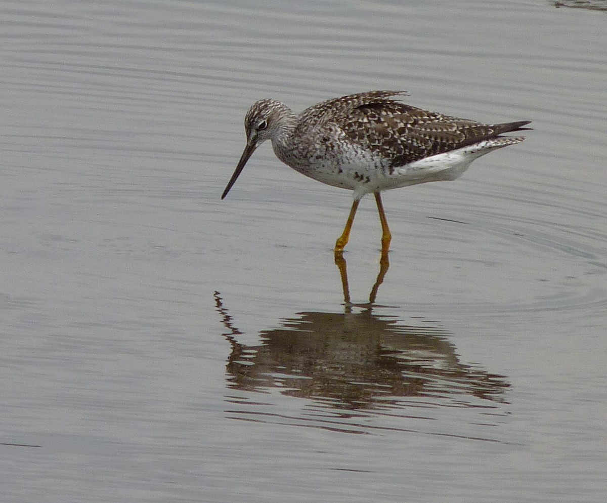 Greater Yellowlegs - ML35012891