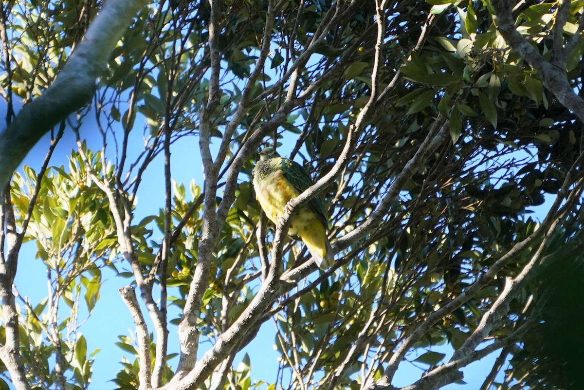 Rose-crowned Fruit-Dove - ML350129631