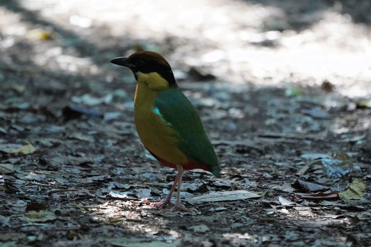 Noisy Pitta - ML350129861