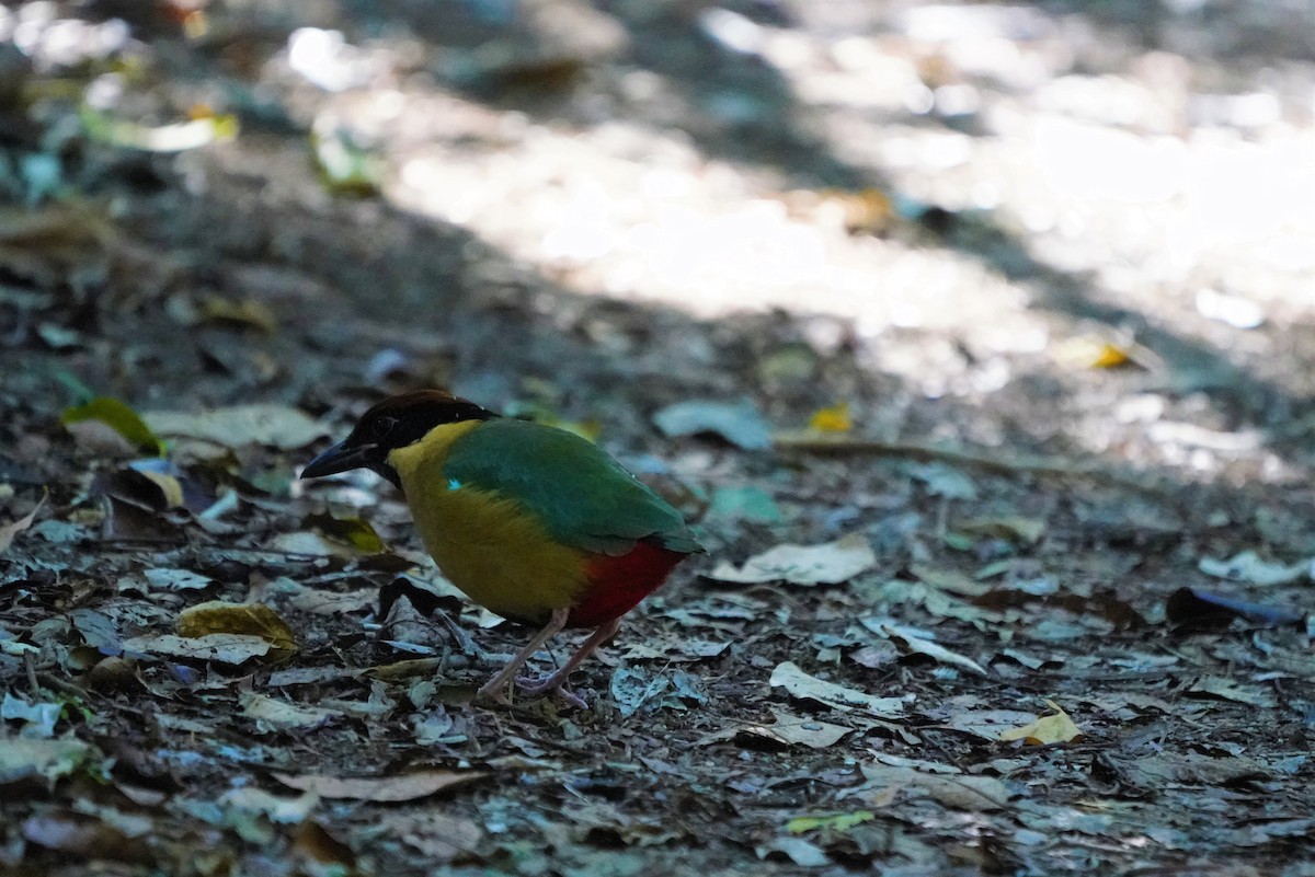 Noisy Pitta - ML350130091