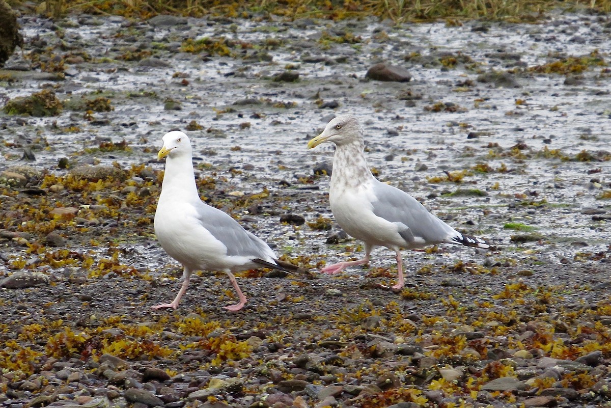 Silbermöwe (Kanadamöwe) - ML35013071