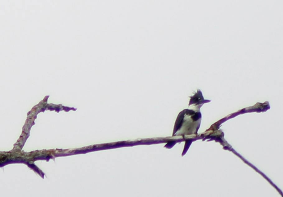 Belted Kingfisher - ML350130871