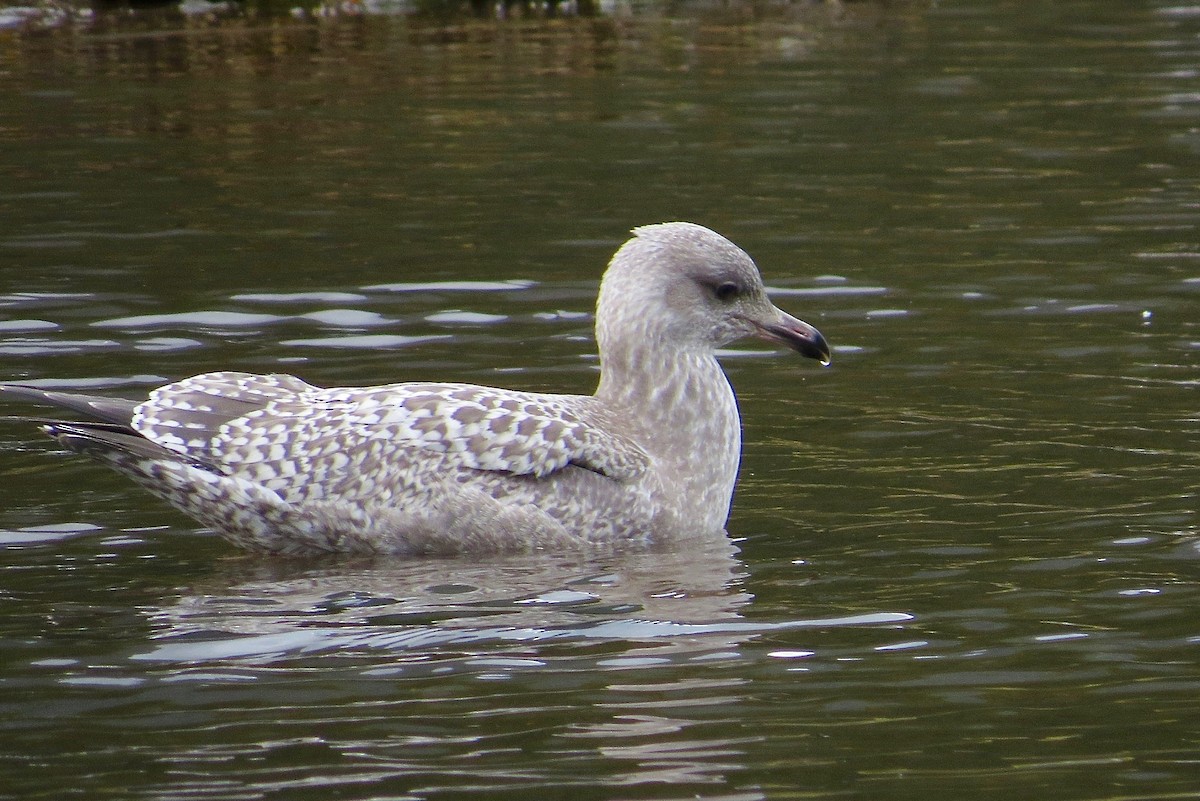 Iceland Gull (Thayer's) - ML35013191