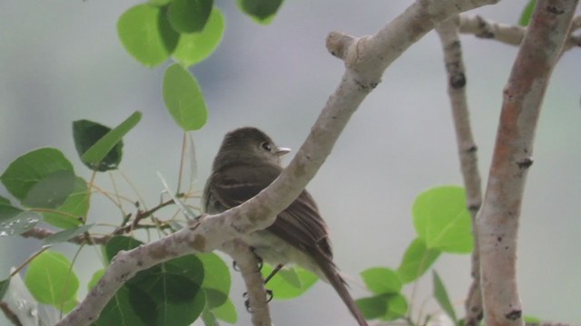 Western Flycatcher (Cordilleran) - ML350132161