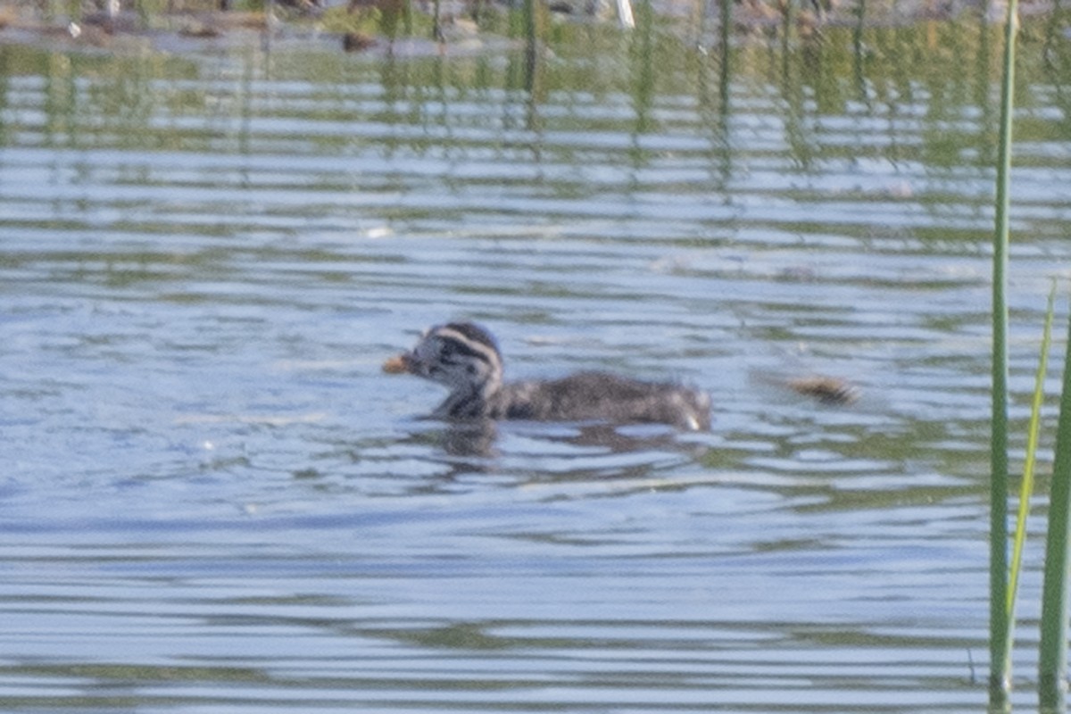 Red-necked Grebe - ML350134471