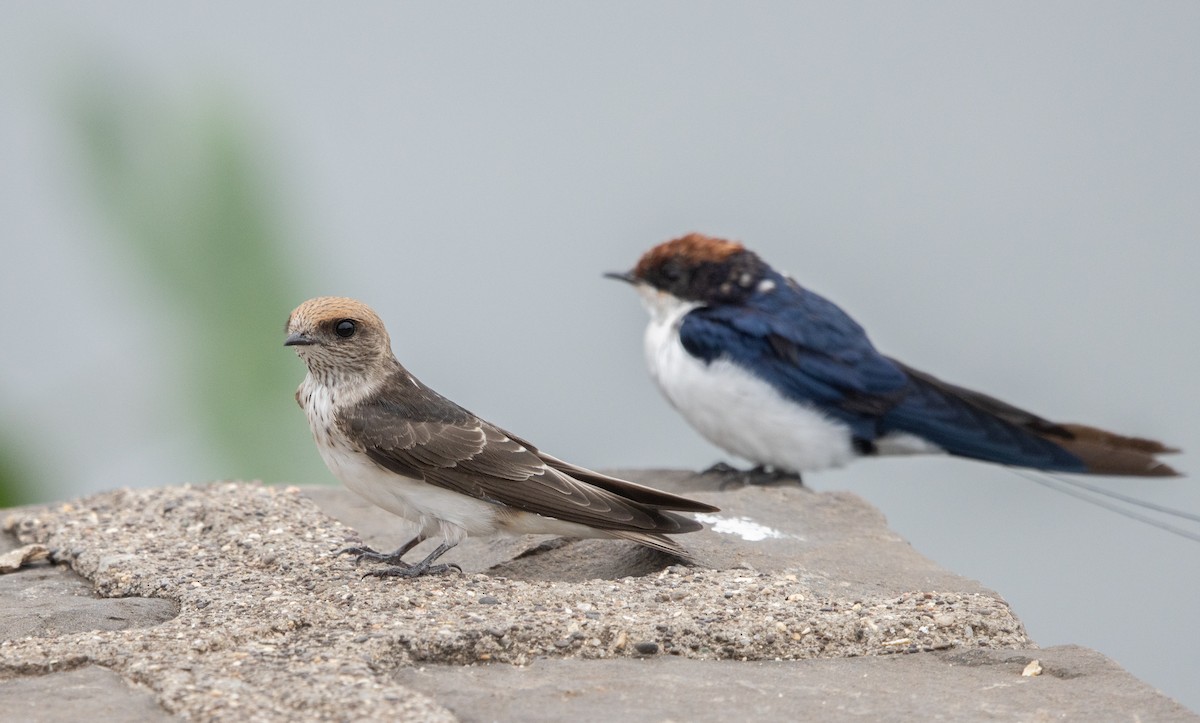 Streak-throated Swallow - Kalpesh Krishna