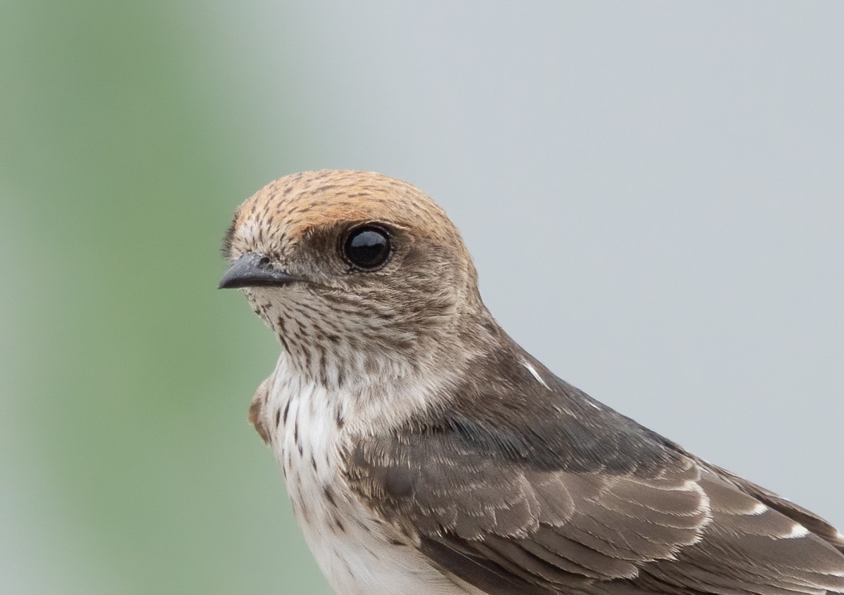 Streak-throated Swallow - Kalpesh Krishna