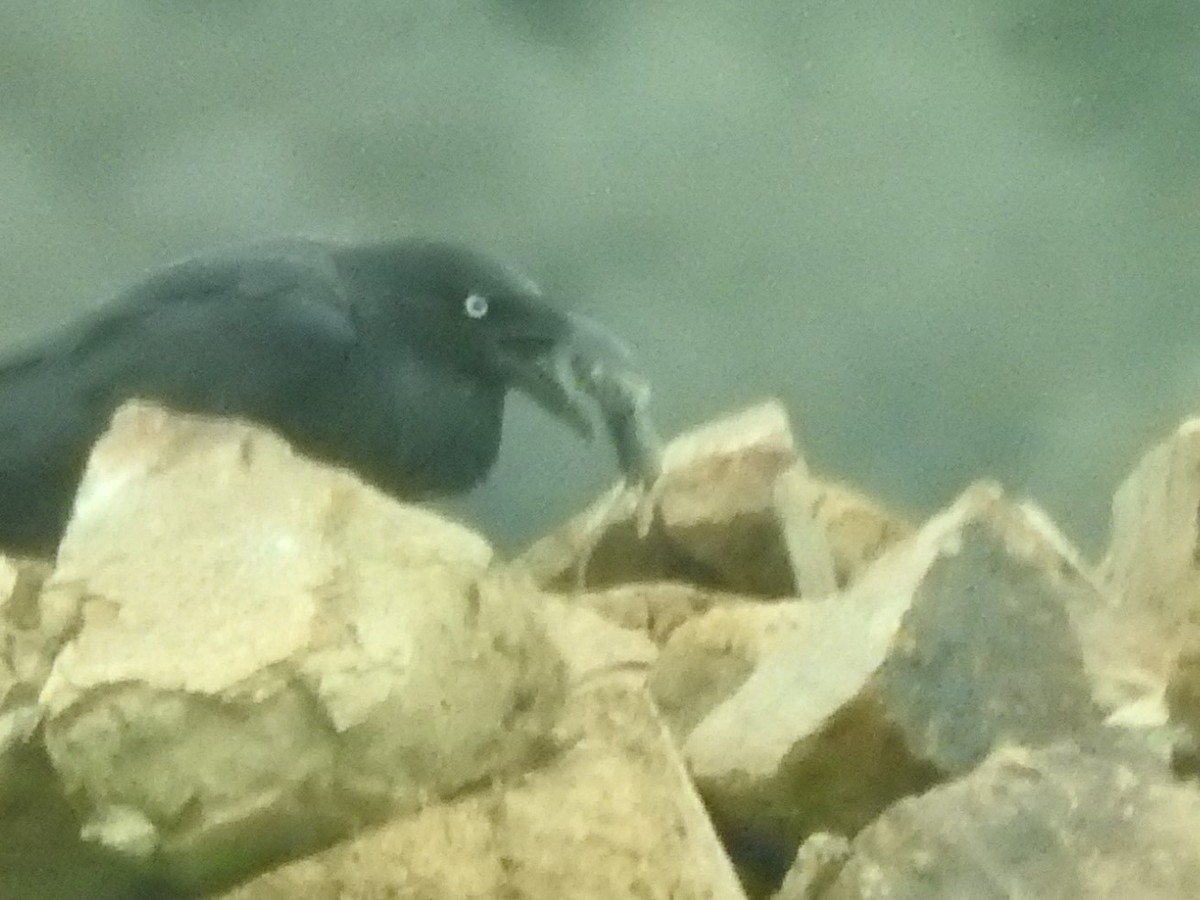 Australian Raven - Archer Callaway