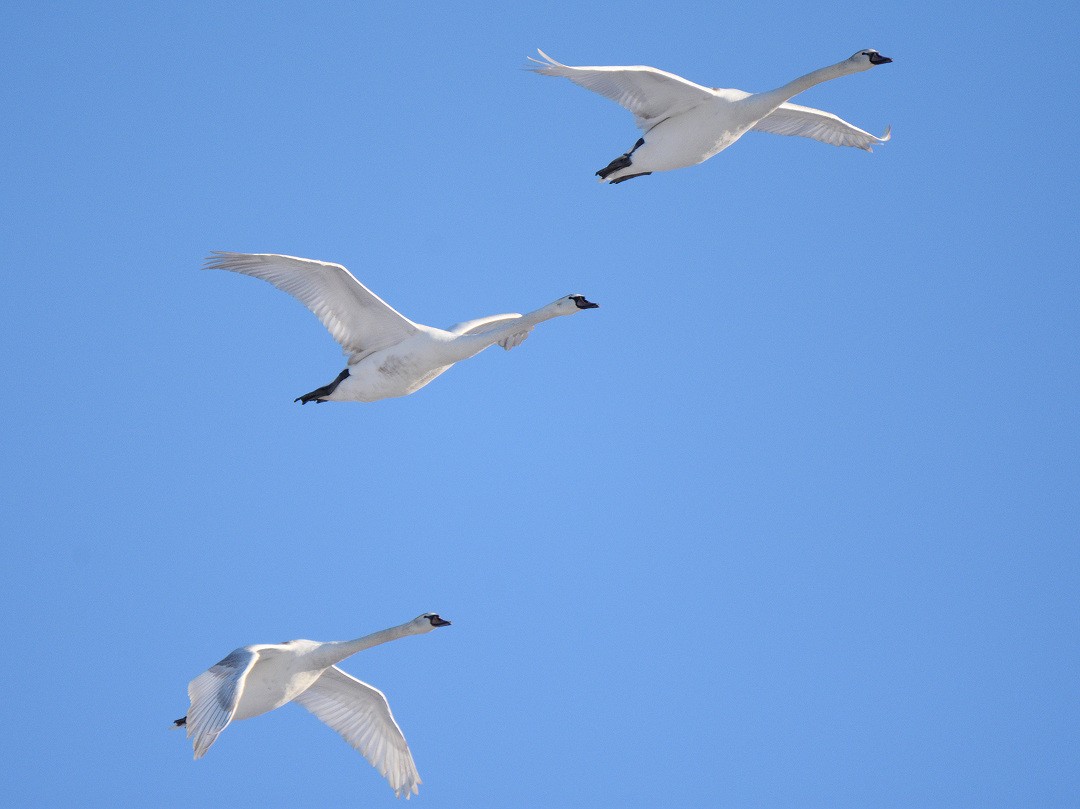 Tundra Swan - ML35013901