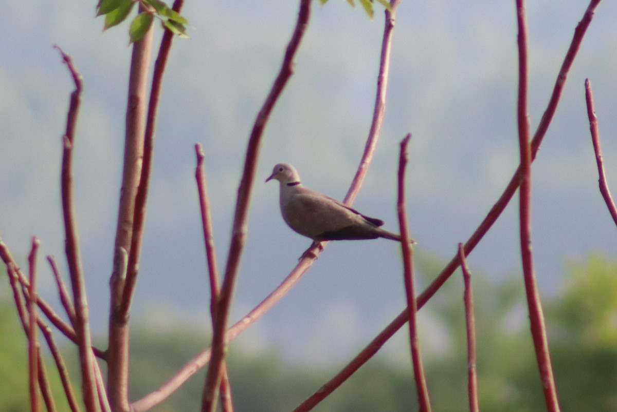 Eurasian Collared-Dove - ML350139121