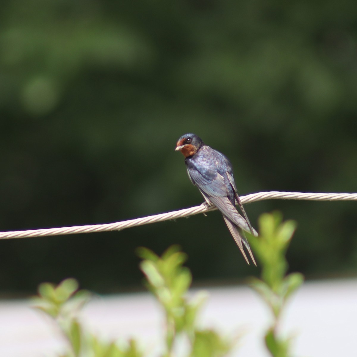 Barn Swallow - Firdous Parray