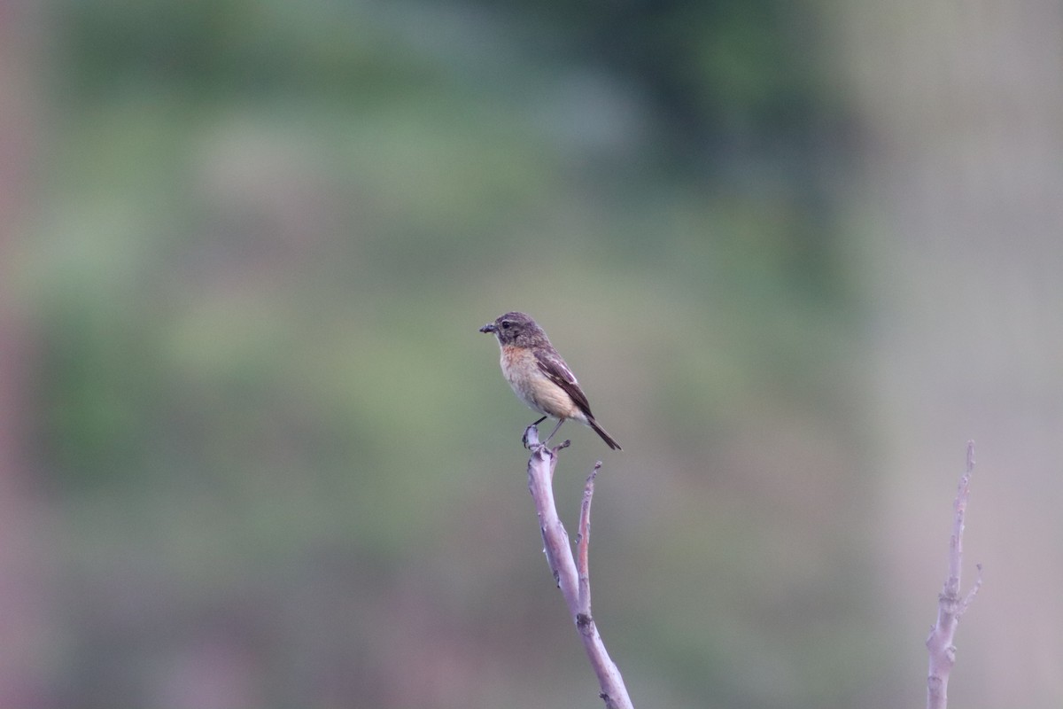 Siberian Stonechat - Firdous Parray