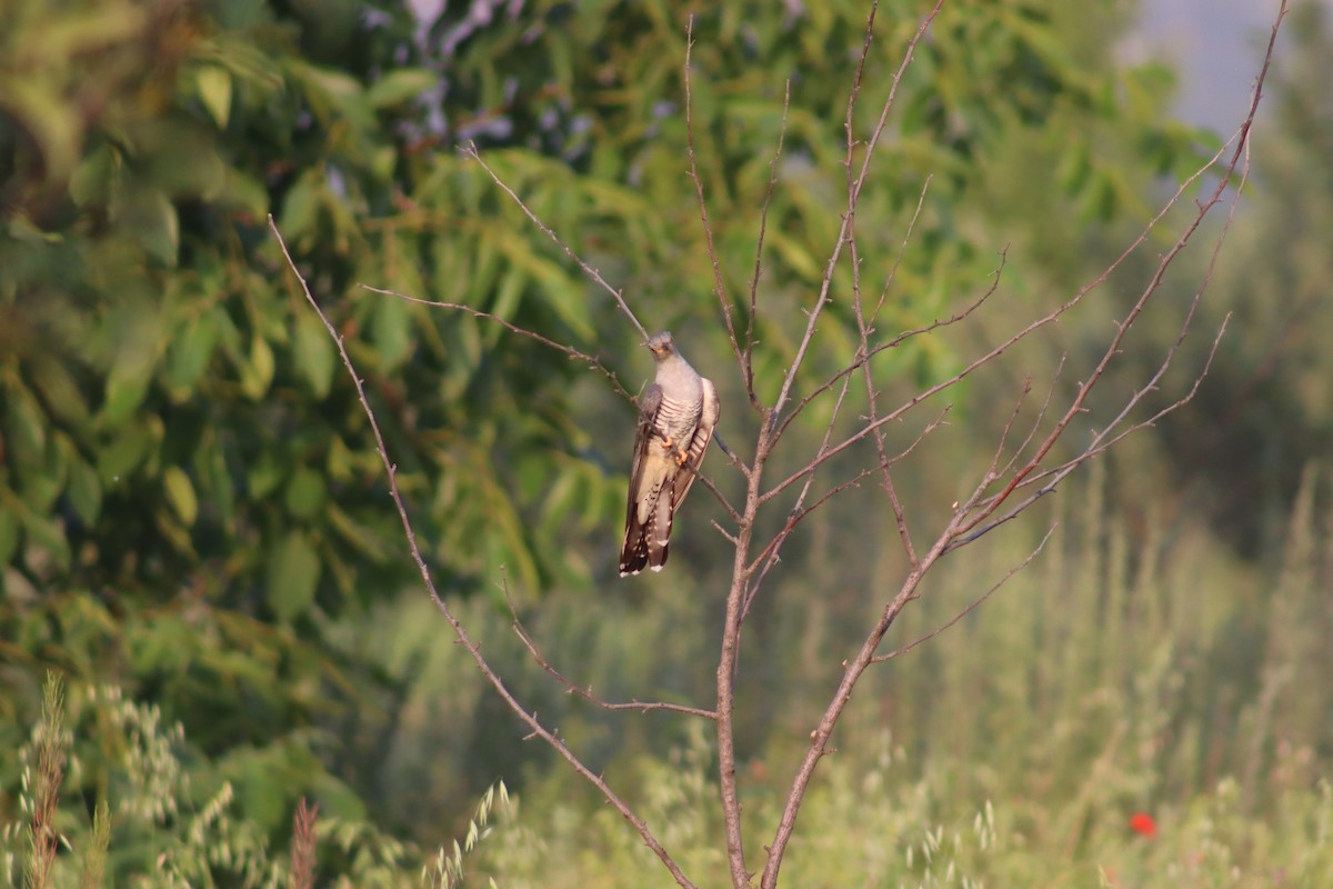 Common Cuckoo - Firdous Parray